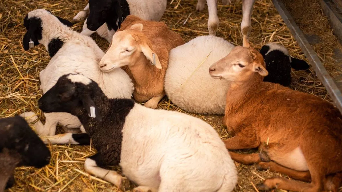Universidad de Chapingo suma la carrera de Medicina Veterinaria