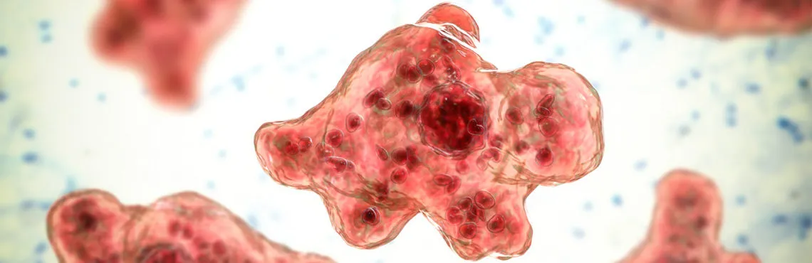 Ameba comecerebros: Qué es, cuáles son sus síntomas y cómo infecta al cuerpo