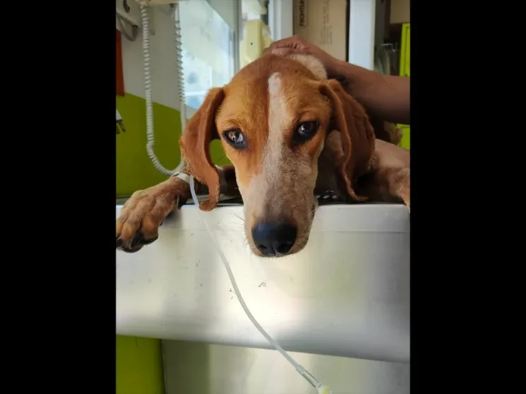 Piden justicia para ‘Génesis’, perrita víctima de maltrato