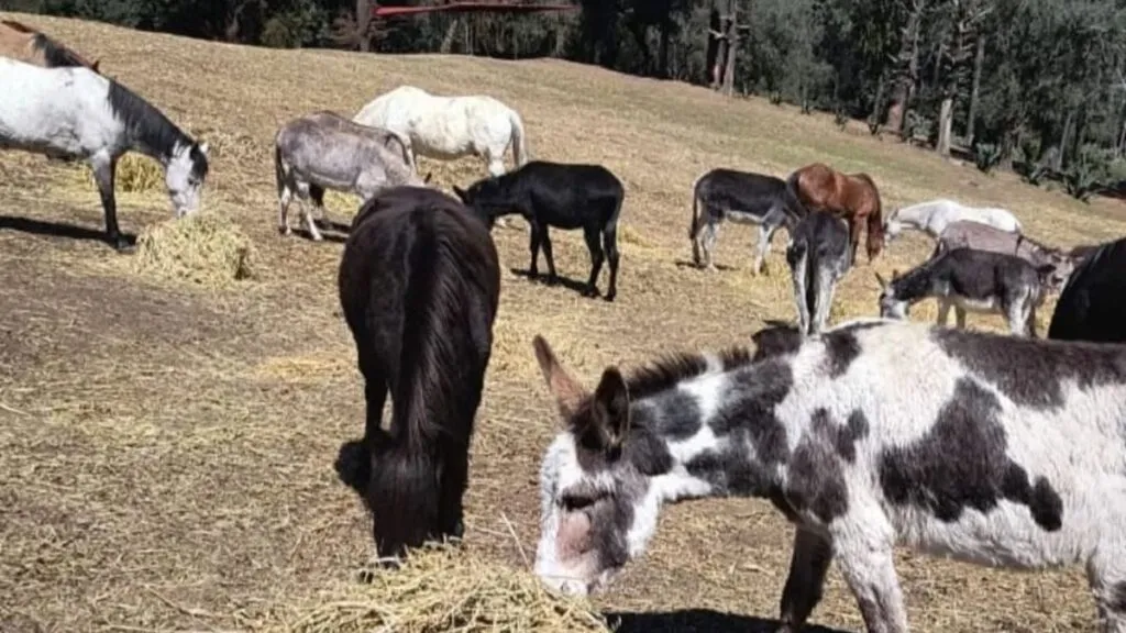 Protectoras piden apoyo para animales rescatados en Edomex