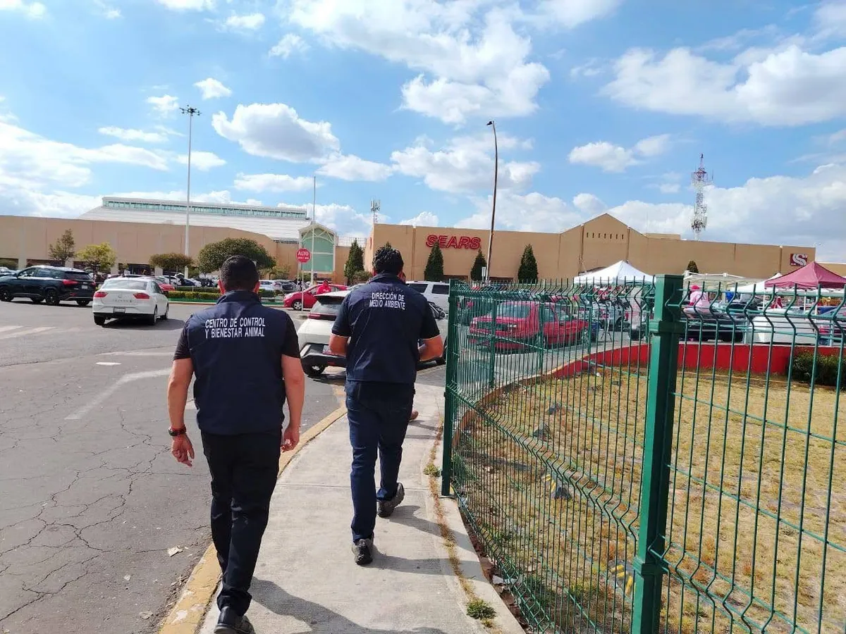 Centro de Control y Bienestar Animal refuerza recorridos para evitar la venta ilegal de mascotas en Metepec