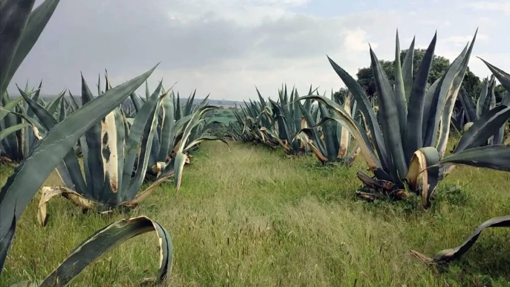 Plaga devasta plantíos de maguey en Ixtapaluca