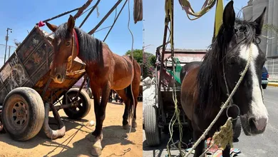 Ixtapaluca; el municipio de oriente con más equinos recolectores de basura