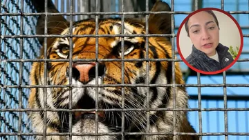 Tigre se escapa de un centro de resguardo en Tepetlaoxtoc [VIDEO]