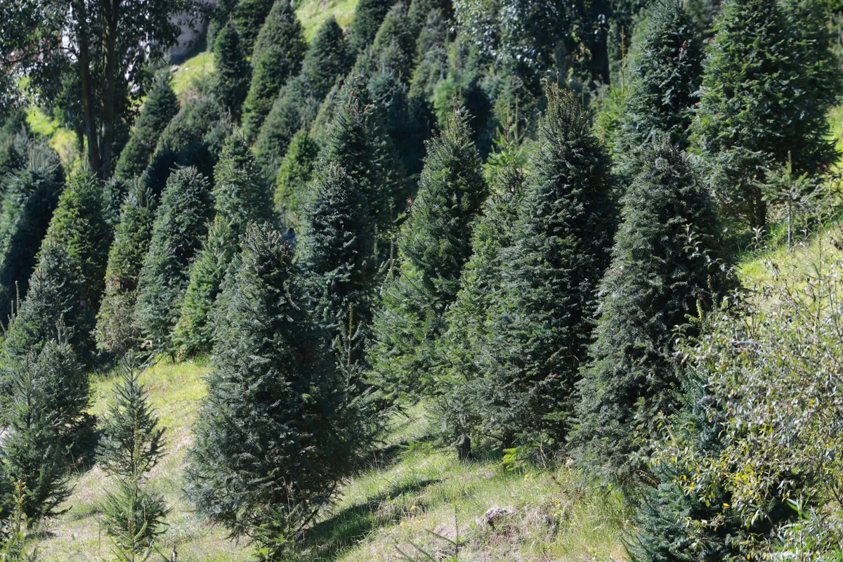 Compra árboles de Navidad naturales en Edomex