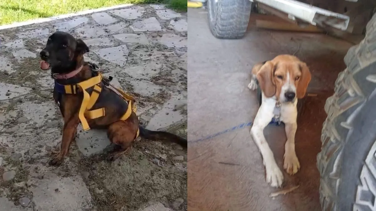 Perritos Hunter y Bom obtienen certificación en búsqueda y rescate en San Martín de las Pirámides