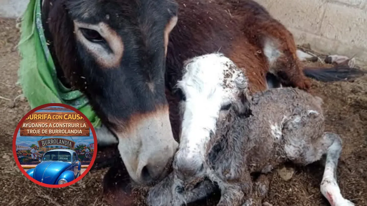 Ejemplar 101 nace en Burrolandia en Otumba; es la cifra más alta desde su creación