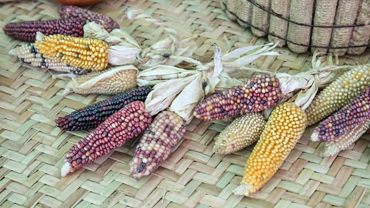SECAMPO buscará concluir bodega de grano en 2026