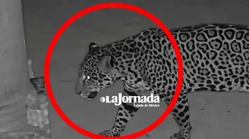 Extienden operativos por jaguar en Ixtapan de la Sal