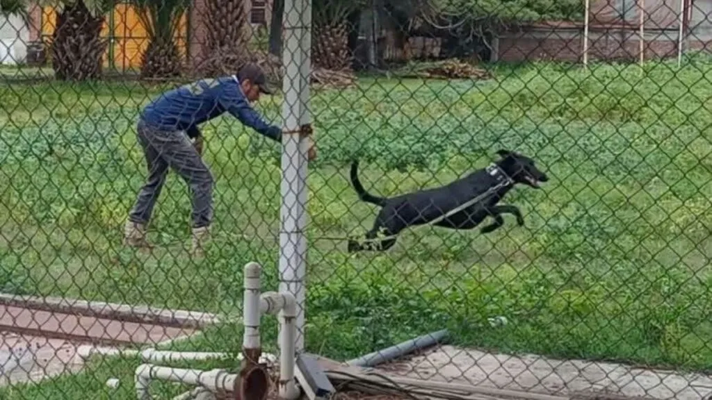 En el Edomex capacitan a cinco binomios K9 de Acapulco
