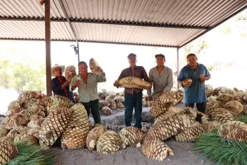 Conmemoran el Día Nacional del Mezcal en Edomex