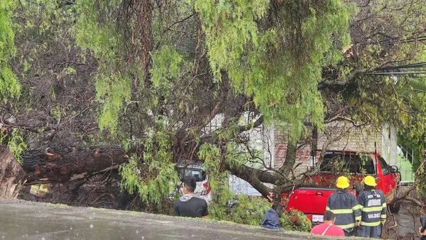 Tormenta derriba ocho árboles en Acolman