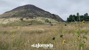 Maleza invade 160 hectáreas de la zona arqueológica de Teotihuacán