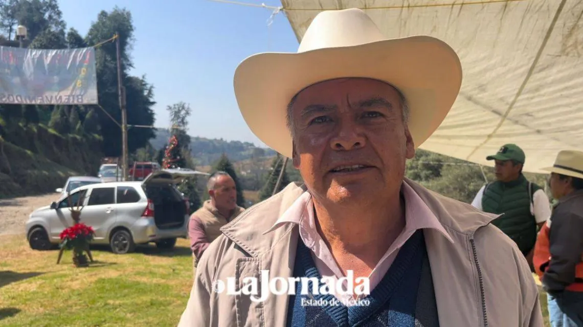Plantaciones de pino en el Estado de México: clave para el medio ambiente