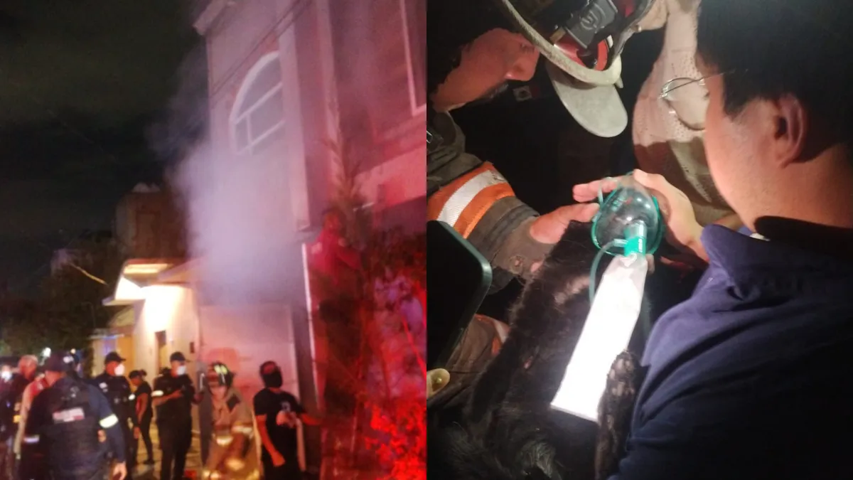 Fallecen cinco gatos en incendio de vivienda en Ecatepec