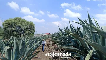 Ixtapaluca: Plantíos de Maguey enfrentan una fuerte plaga
