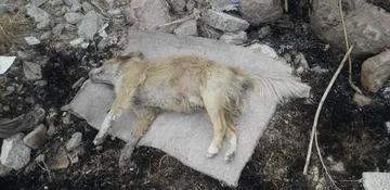 perros envenenados