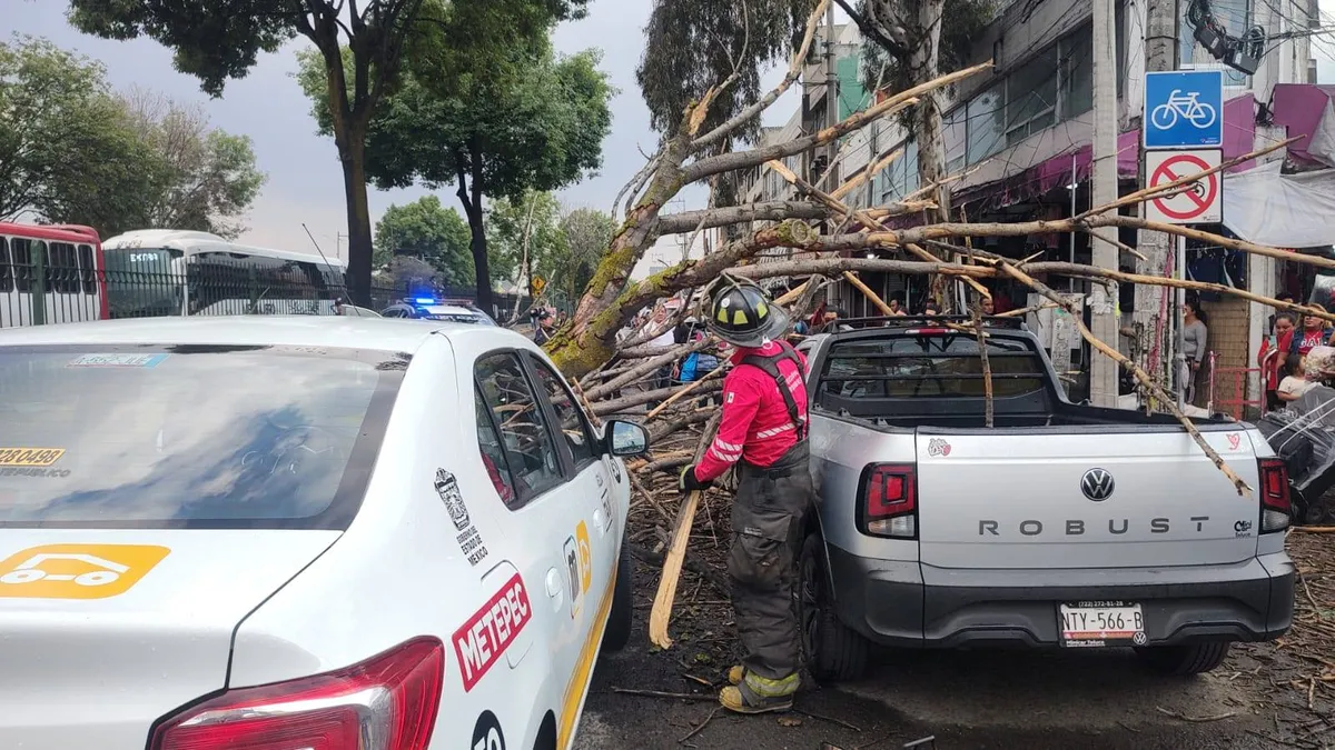 Retiran árbol caído en Isidro Fabela