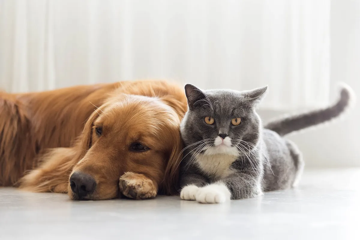 El Programa de Esterilización de Perros y Gatos de la UAEMéx ofrece este servicio de manera gratuita.