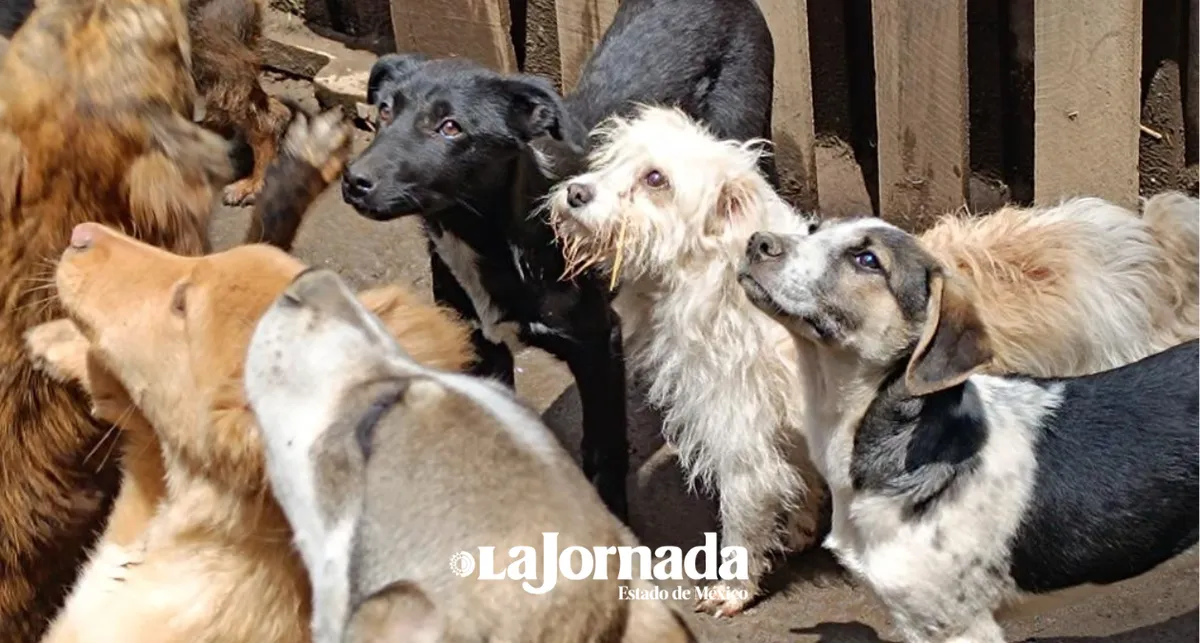 ¿Cómo cuidar a tus mascotas durante la temporada de lluvias?