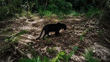 Van 3 reportes de felinos en sur y oriente, autoridades llaman a evitar propagar información falsa