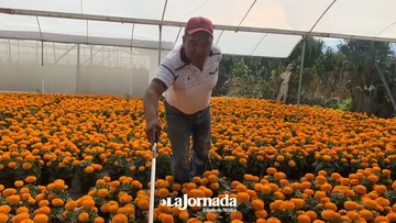 Cempasúchil chino inunda Edomex