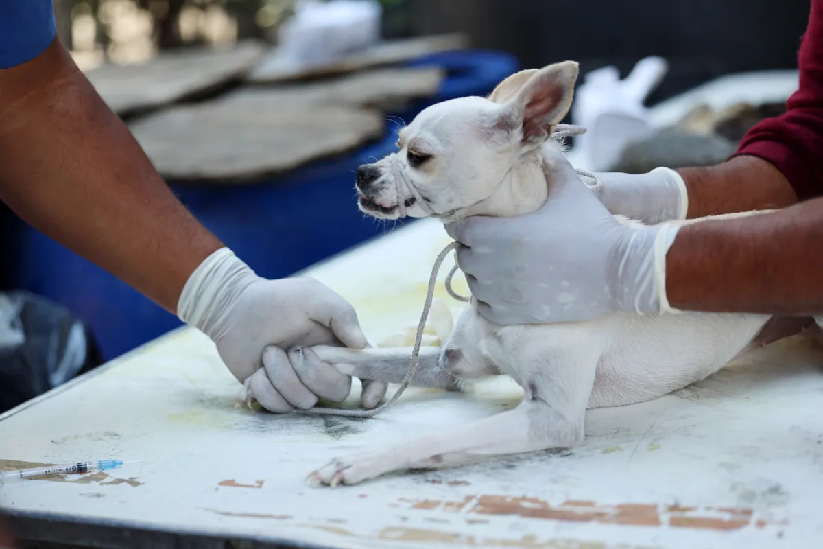 Alianza por los que no tienen voz: Chimalhuacán y La Paz esterilizan a animales en situación de calle