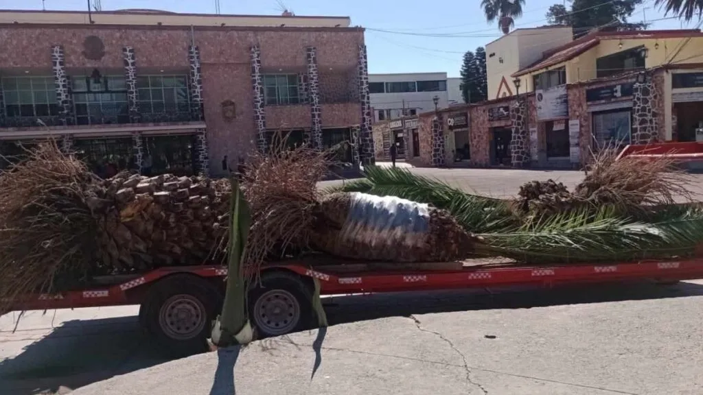 Tecámac: Se enferman 66 árboles del parque de La Soledad