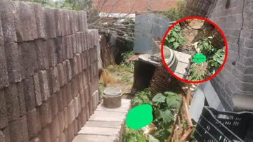 Pareja fue detenida por privar de la vida a dos perros en Texcoco