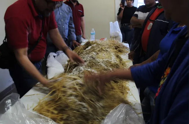 Edomex: Líder nacional en producción de setas