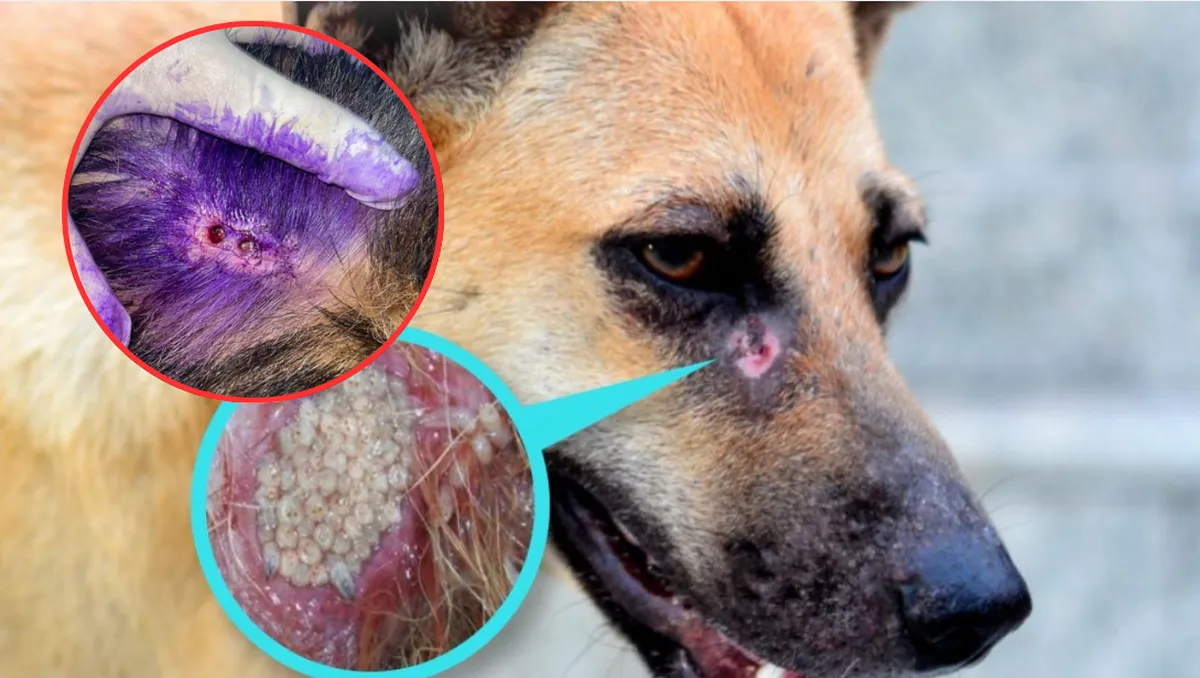 ¡Gusano barrenador pone en alerta! Registran casos en en animales domésticos