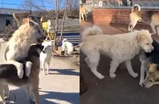 Rey Charles, el perro callejero viral de China, calma a los más agresivos con su sola presencia. ¿Quién es este lomito con aura única?