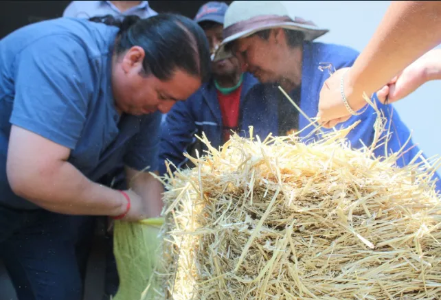 Edomex: Líder nacional en producción de setas