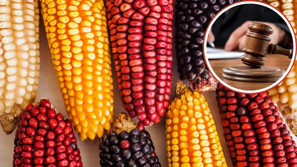 Productores piden penar uso de maíz transgénico y denominación de origen