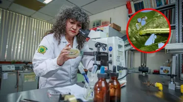 Plagas bajo vigilancia, un desafío clave para la agricultura sostenible