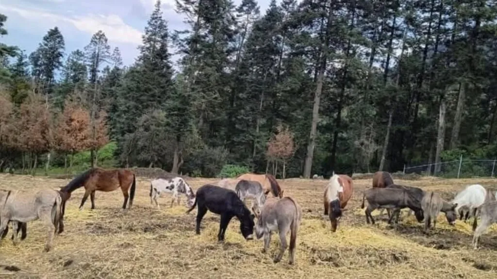 Protectoras piden apoyo para animales rescatados en Edomex