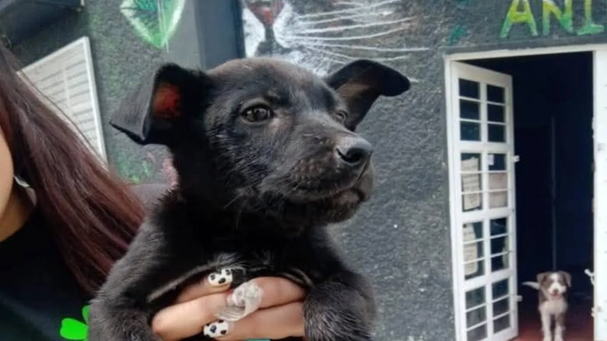 Plan R3 evita nacimiento de 85 mil perros en Valle de Chalco
