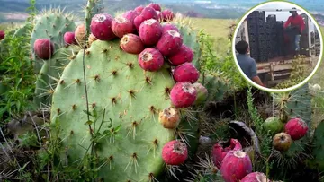 Bajas ventas obligan a productores de Nopaltepec a tirar toneladas de tuna