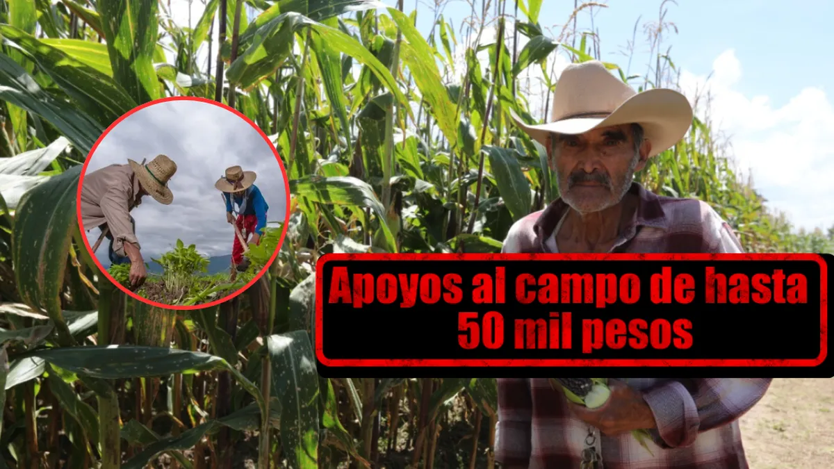 ¿Eres productor de maíz? Conoce cómo obtener 50 mil pesos