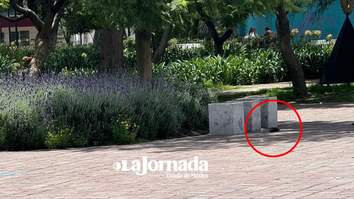 Plaga de ratas en Jardín Zaragoza en Toluca