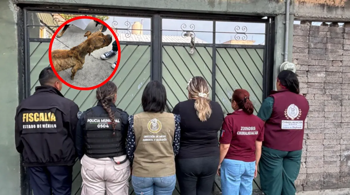 Perrita víctima de maltrato es rescatada en Chimalhuacán