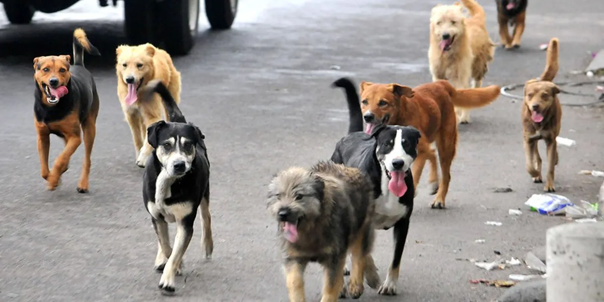 En Toluca casi 196 mil perros deambulan en la calle