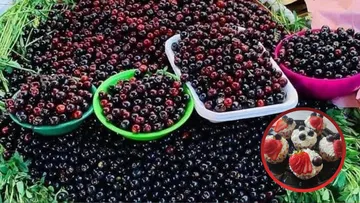 Alistan Feria del capulín 2026 en Atlautla