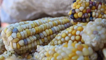 Productores del Edomex piden elevar precio del maíz