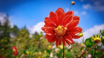 Dalia, flor única de México está en riesgo de extinción