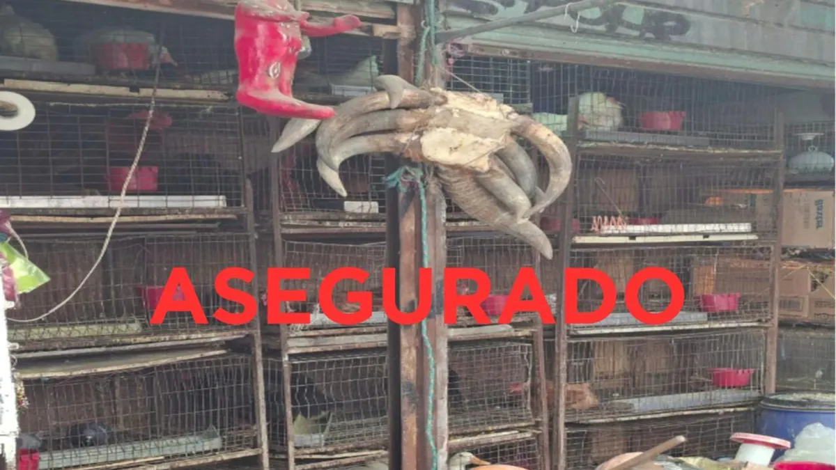 Al concluir el cateo, el local comercial quedó asegurado para preservar los indicios recabados y continuar con las investigaciones correspondientes.