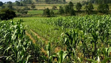 Lluvias impulsaron producción agrícola en 2025: SeCampo Edomex