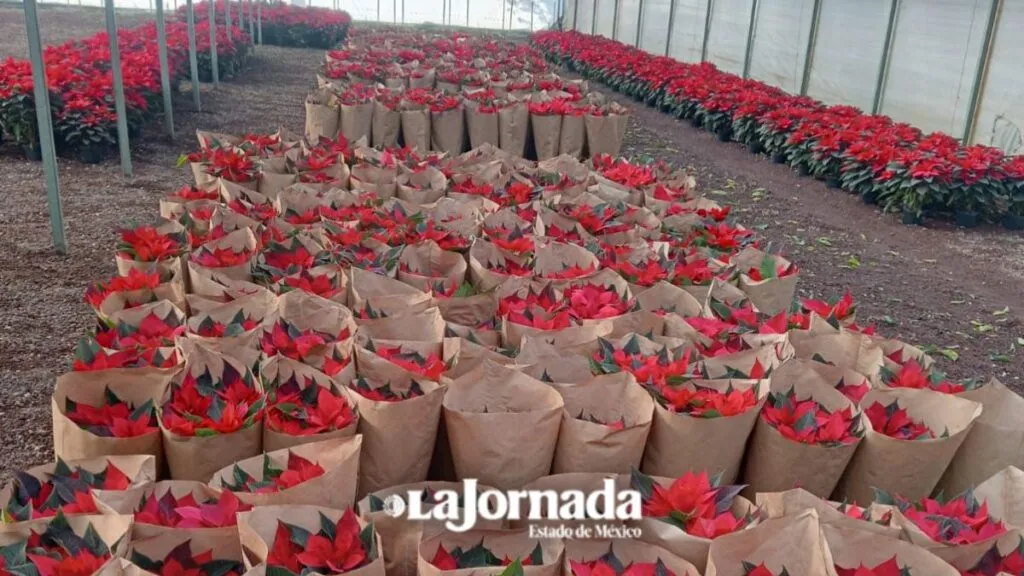 Productores de Texcoco dan vida a la Nochebuena que adorna miles de hogares