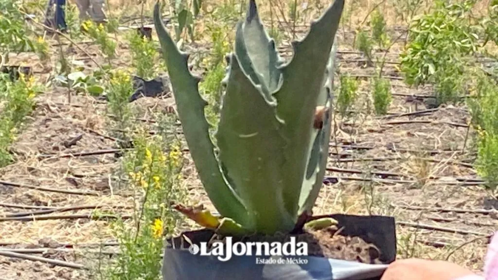 Nezahualcóyotl: Crean primer “Bosque de bolsillo”
