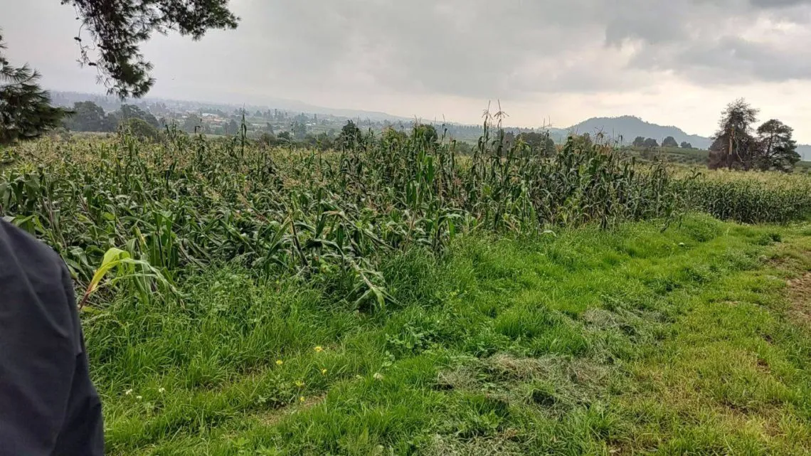 Productores afectados de la región Los Volcanes reciben apoyos tras siniestros climáticos